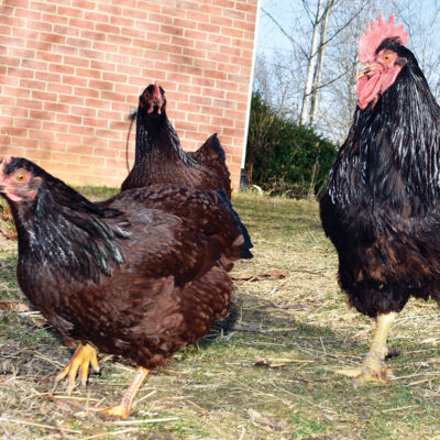 Winter Chickens to Keep